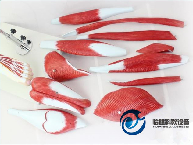 下肢肌肉附主要血管神經模型