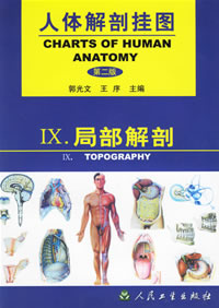 局部解剖掛圖