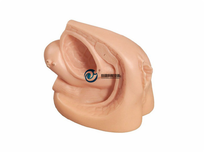 女性內外生殖器及導尿模塊