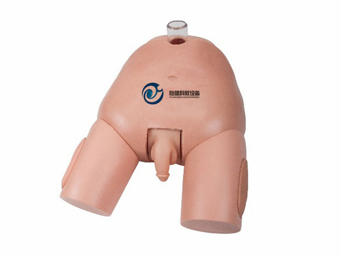 高級男性膀胱穿刺模型