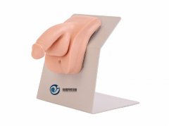 高級著裝式男性導尿模型