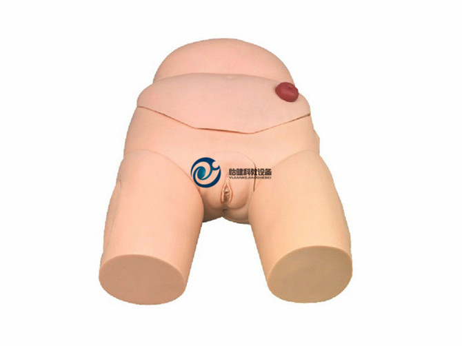 高級女性導尿模型
