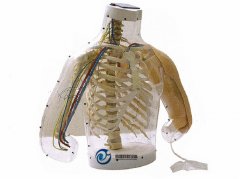 上臂肌肉注射及對比模型(警示系統)