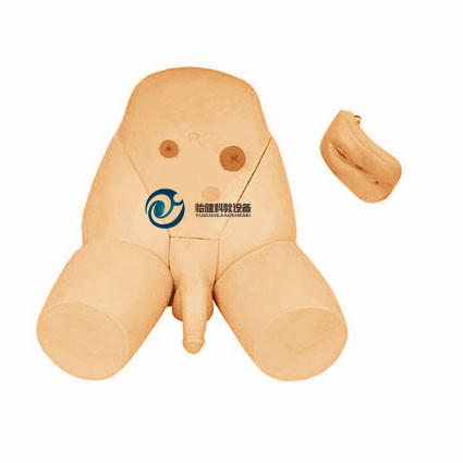 男女性別可互換導尿模型