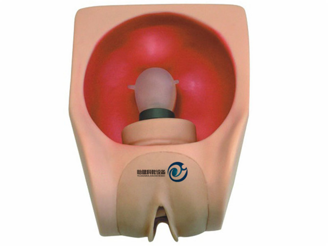 高級女性避孕練習(xí)模型