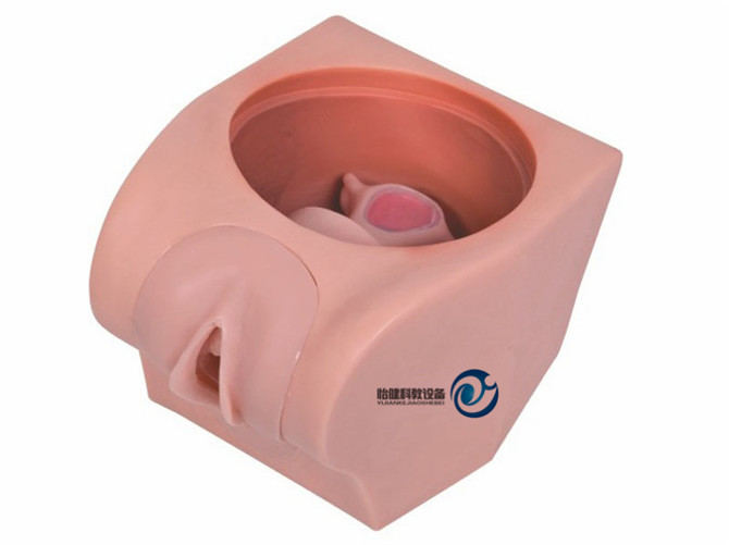 高級計劃生育教育模型