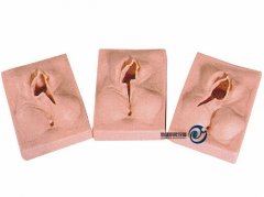 外陰縫合練習模型