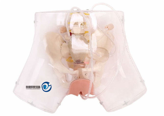 高級透明刮宮模型