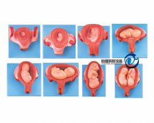 妊娠胚胎發育過程模型