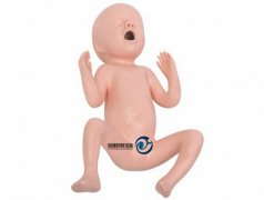 高級24周早產兒模型