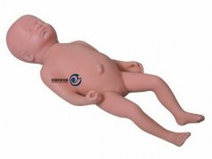 高級足月胎兒模型