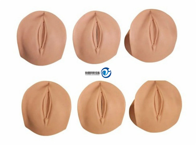 產(chǎn)前宮頸變化與產(chǎn)道關(guān)系模型