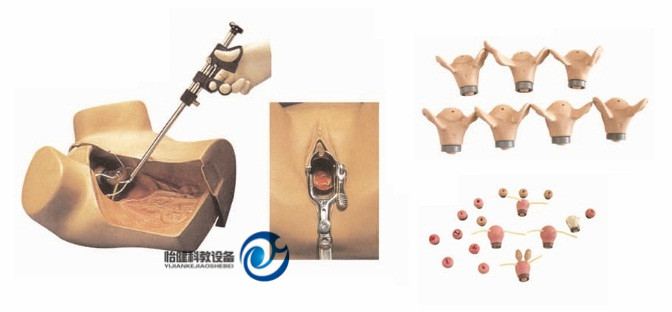 高級婦科綜合檢查訓練模型