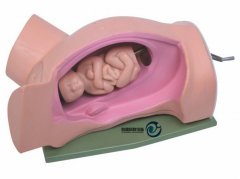 分娩機轉示教模型