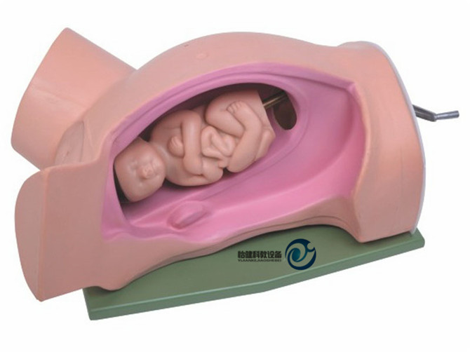 分娩機轉示教模型