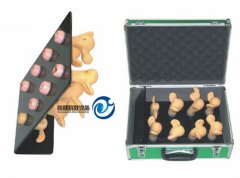 高級子宮宮頸病變模型(8件)