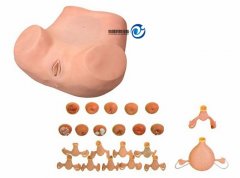 高級婦科檢查模型