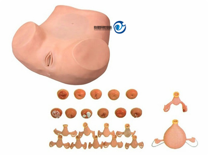 高級婦科檢查模型