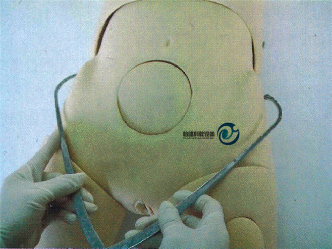 骨盆測(cè)量模型