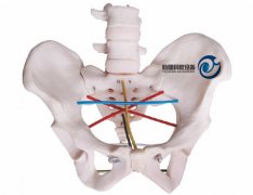 骨盆測量示教模型