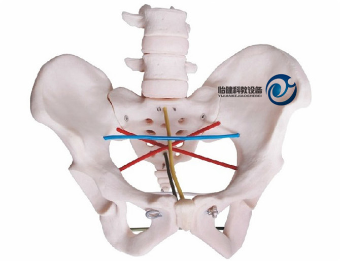 骨盆測量示教模型