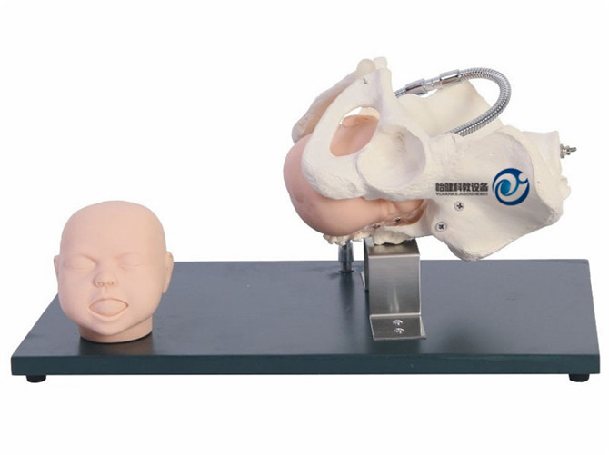 帶有胎兒頭的骨盆模型