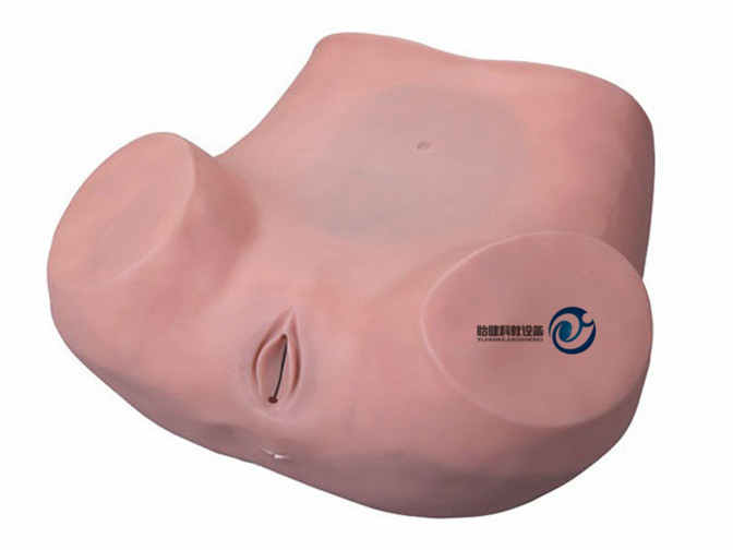 陰道后穹窿穿刺模型