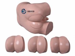 高級直腸指診檢查模型