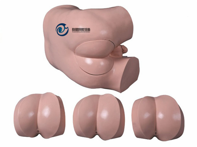 高級直腸指診檢查模型