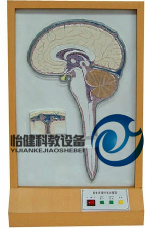 腦脊液循環電動模型