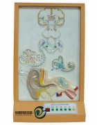 聽覺傳導電動模型