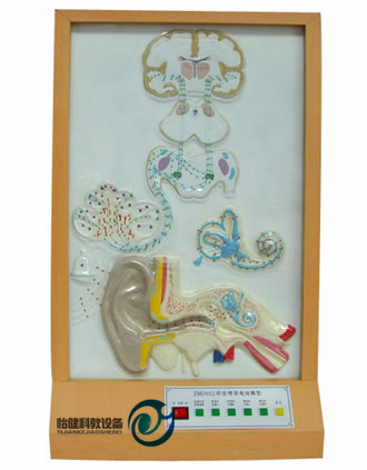 聽覺傳導電動模型