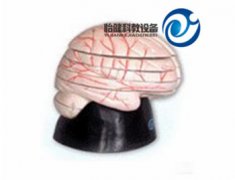 腦水平切面模型