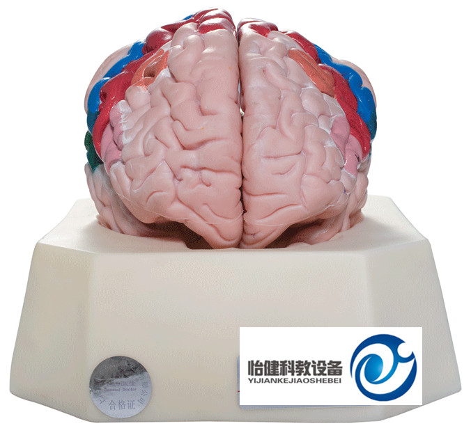 大腦皮質分區模型