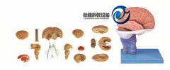 腦解剖模型
