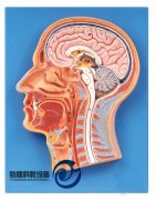 頭部正中矢狀切面模型