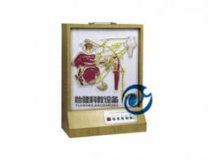 頭部自主神經分布模型