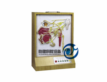 頭部自主神經分布模型