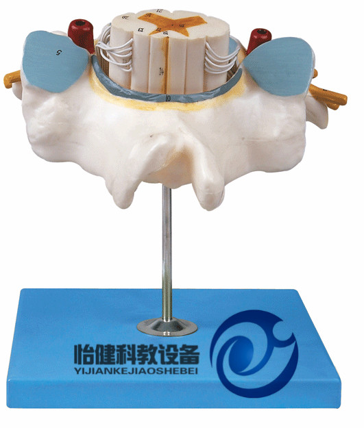胸椎附脊髓和脊神經放大模型