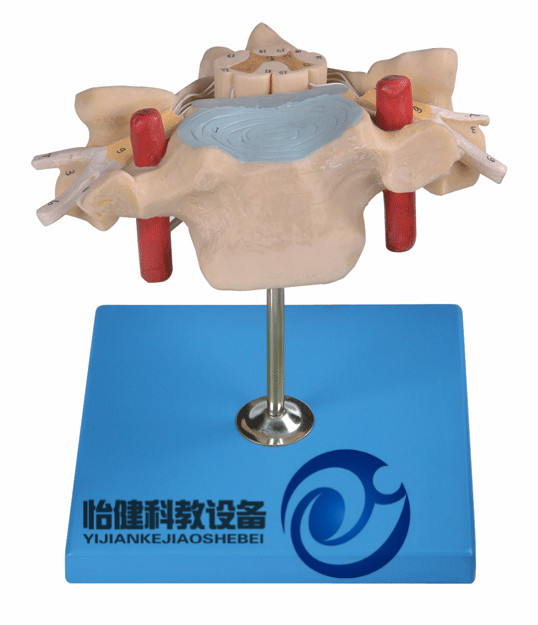 頸椎附脊髓和脊神經放大模型