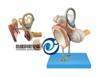 第五頸椎附脊髓和脊神經(jīng)放大模型