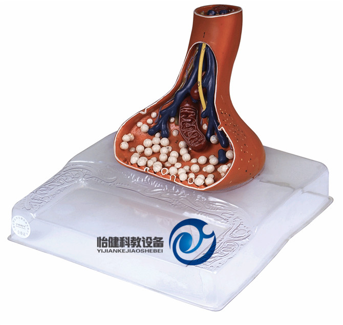 神經(jīng)末梢突觸放大模型