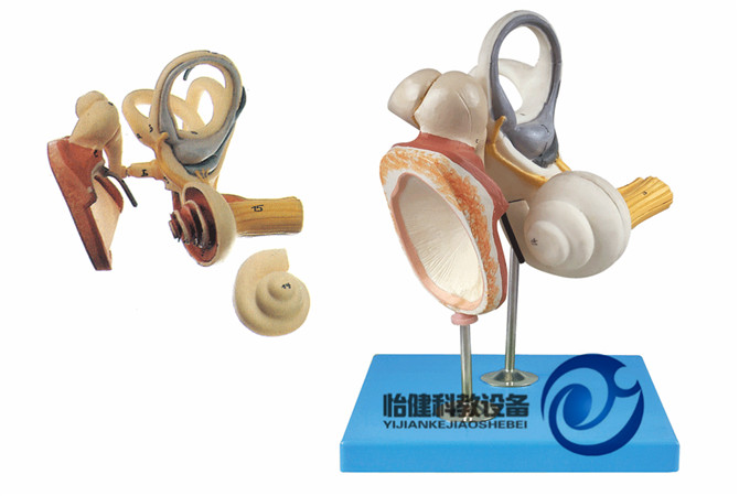 內耳迷路放大模型