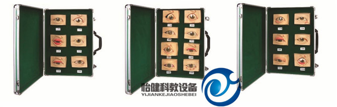 常見眼病模型