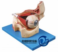 眼球與眼眶放大模型