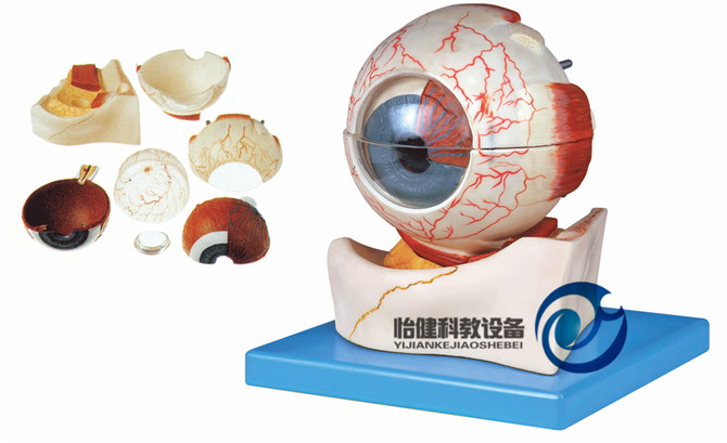 眼球構造放大模型