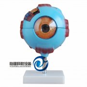 眼球放大模型帶支架