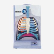 電動(dòng)人體呼吸系統(tǒng)模型