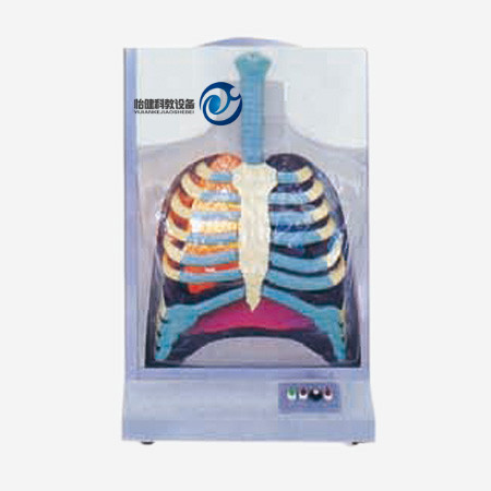 電動(dòng)人體呼吸系統(tǒng)模型