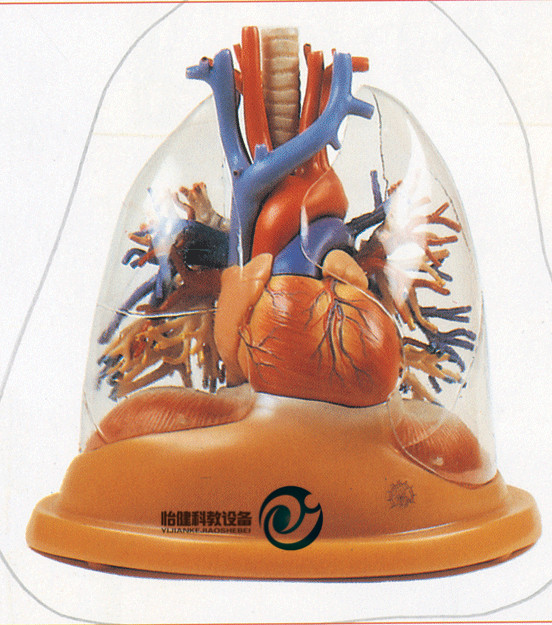 心臟與透明肺、氣管、支氣管樹模型
